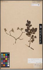 Foto von Salix aurita L.